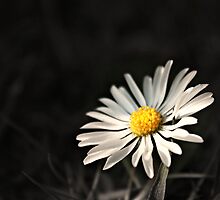 Shine On ~ the World is a Brighter Place for Your Inner Light ~ Shine On ~ by BettinaSchwarz