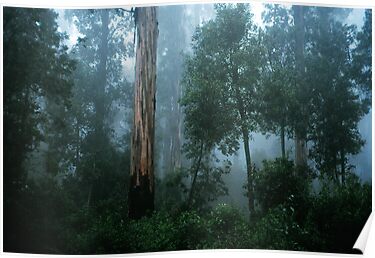 Mountain Grey Gum