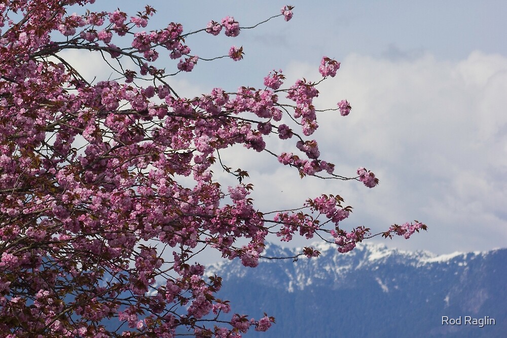 &ldquo;Cherry blossom/mountain background&rdquo; by Rod Raglin | Redbubble