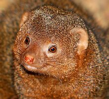 Mongoose.......... by jdmphotography