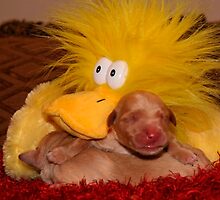 New Born Pups and Friend. by BarbaraWilliams