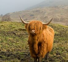 Highland Coo on a misty hillside. by Empato Photography