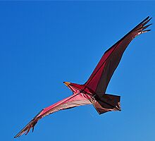 Flight of the Kite by Michael Tapping
