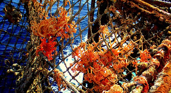 “Basket Starfish " by lanebrain photography | Redbubble