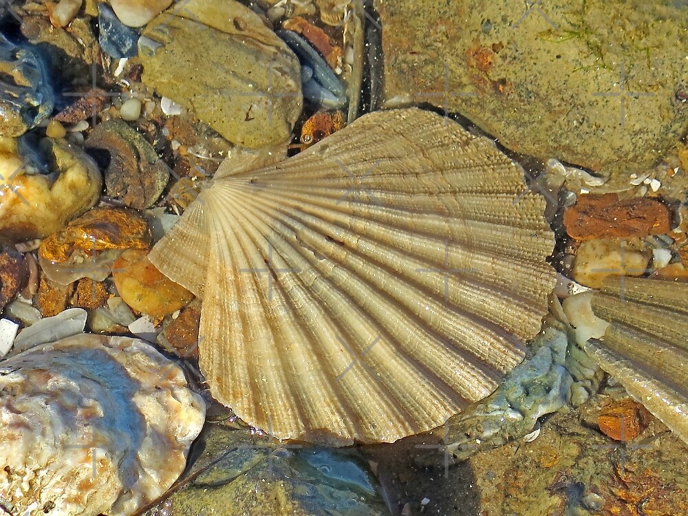 "Scallop Fossil" by Eileen McVey Redbubble