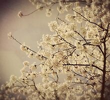 remembering brighter days by Shannon Holm