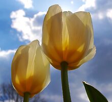 Colorful Tulips by kentuckyblueman