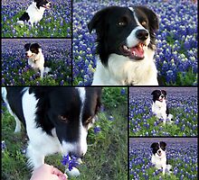 Champ - Easter 2009 by Glenna Walker