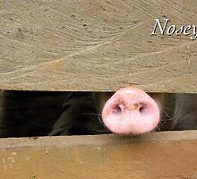 Nosey Neighbor by JpPhotos