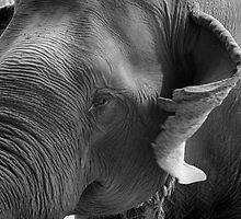 Hello there II in B&W by Kyra Webb