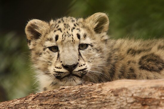 Leopard Cub Face