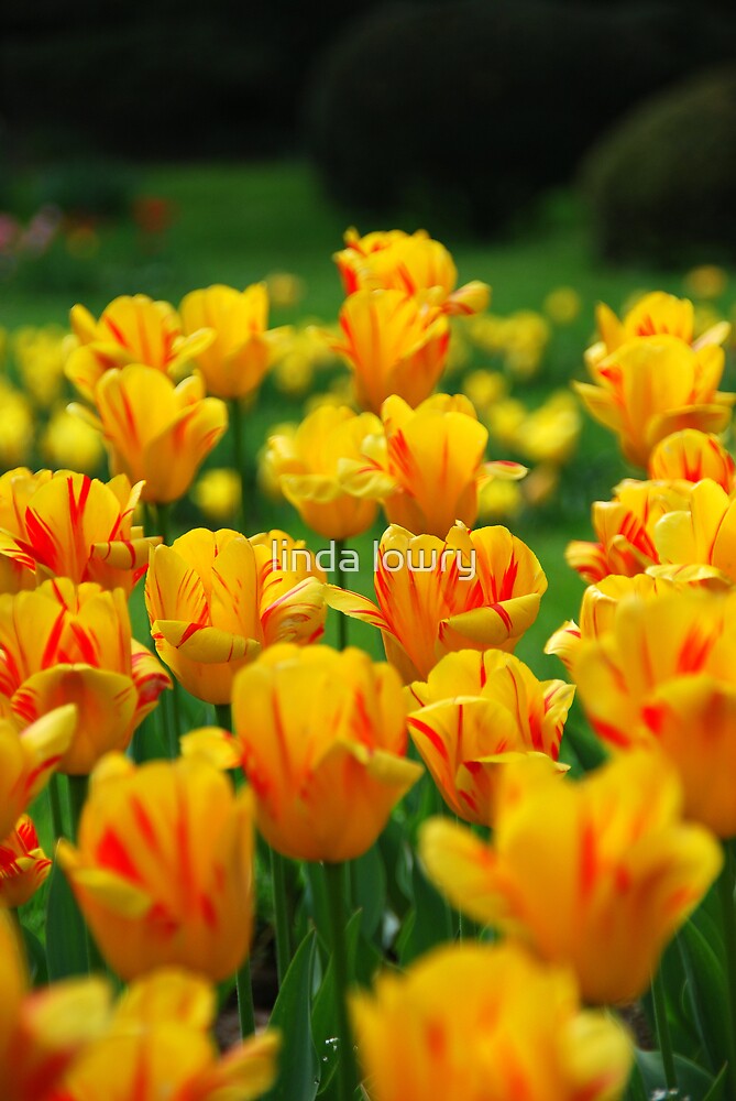 “Tiger Tulip Field” by linda lowry | Redbubble