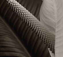 Anthurium by G. Patrick Colvin