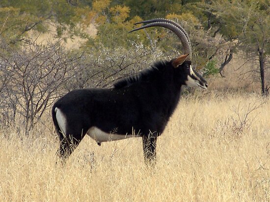 Sable Bull