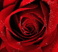 Rose for the "UNCONVENTIONAL flower" challenge avatar by CheyenneLeslie Hurst