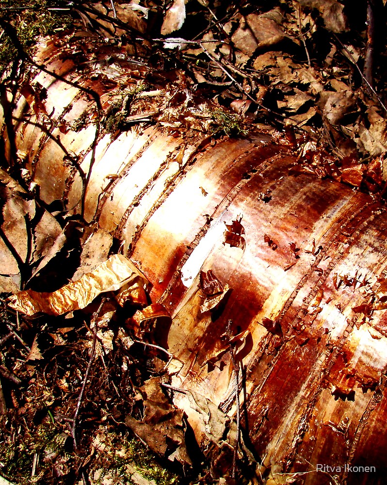 "Copper Shaded Birch Roots" by Ritva Ikonen Redbubble