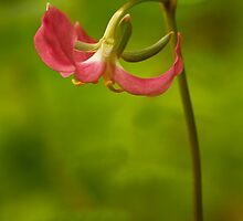 Wildflowers ~ Photography by Richard G Witham by Richard G Witham