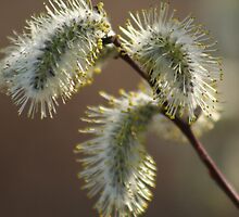 Willow Catkins by Stephen Thomas