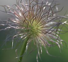 Fairy Thistle by Ricky Pfeiffer