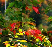 Fall Medley by Jann Ashworth