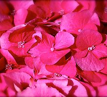 Hot Pink Kisses by Tina Longwell