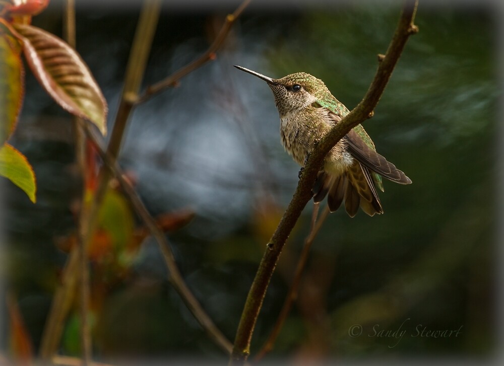 quot fledgling anna hummingbird quot by sandy stewart redbubble quot fledgling anna hummingbird quot by sandy stewart redbubble