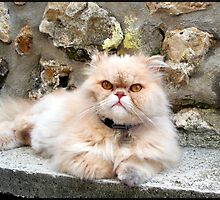 Sweet Persian cat by daffodil