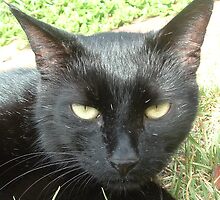 Black Cat Face by Serena Griffin