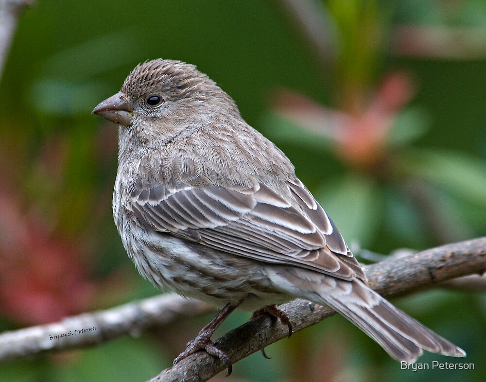 little-brown-bird-by-bryan-peterson-redbubble