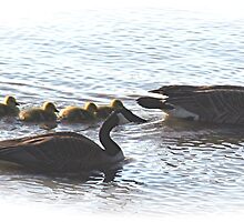 The Mr Canada Goose Family by Stephen Thomas