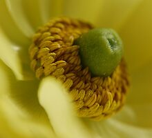 single stem of open yellow ranunculus by dayedeura