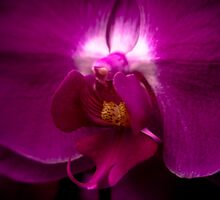 Orchid Face by Rachel Blumenthal