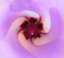 heaven scent by sandra parker