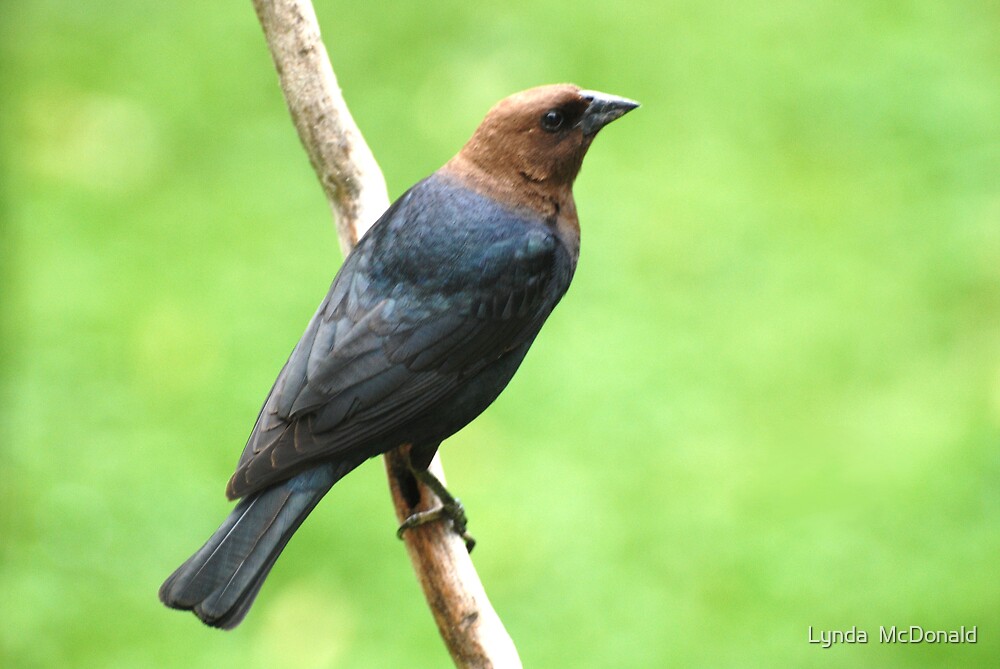 "Blackbird-Brown-headed Cowbird-Male" By Lynda McDonald | Redbubble