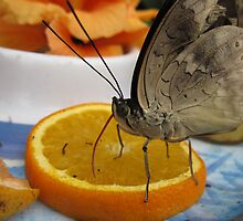 Butterfly & OJ by Zeeshan Mujtaba