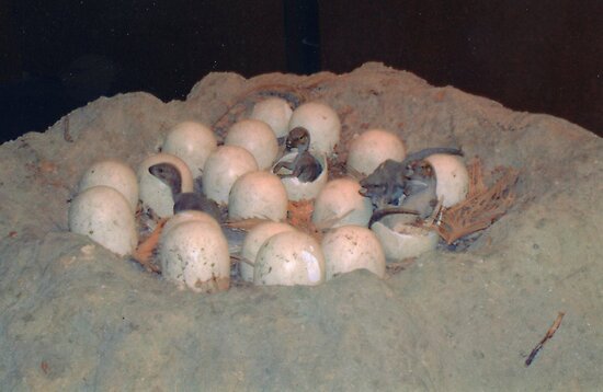 how big is a tyrannosaurus rex egg