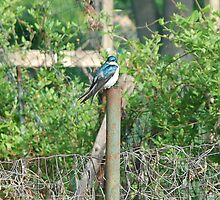 Tree Swallow by peggyswfl