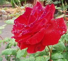 Stop and Smell the Rose by lettie1957