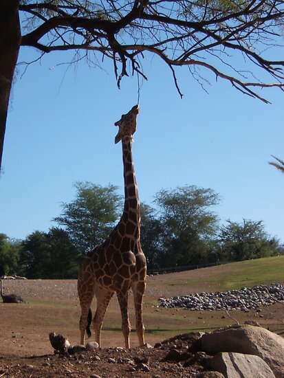 a giraffe eating