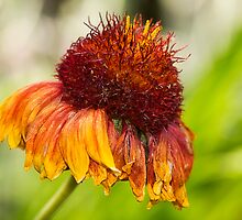 Long Day Over by Trudy Wilkerson