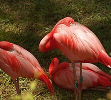 ASLEEP AT THE ZOO by Paul Quixote Alleyne