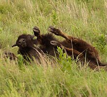 Rolling in the Tall Grass by Charles Diaz