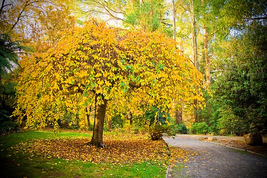 Yellow leaves entice you along the path at Alfred Nicholas Gardens by Elana 