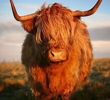 Coo by Martina Cross