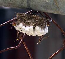 Intimate Encounter by Kerryn Madsen-Pietsch