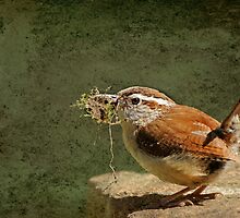 Mother Wren at Work by Bonnie T. Barry