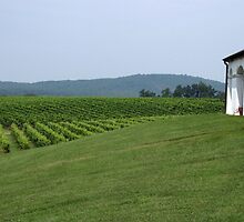 Barboursville by imagewerks
