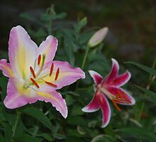 Evening Blooms by Lisa Jones Caldwell