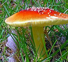 *Amanita muscaria* by Van Coleman