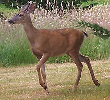 Buck On The Move by Jonice